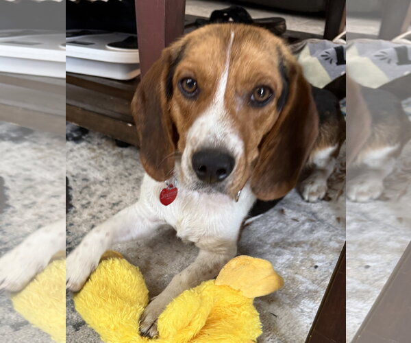 Medium Photo #2 Beagle Puppy For Sale in Dunnellon, FL, USA