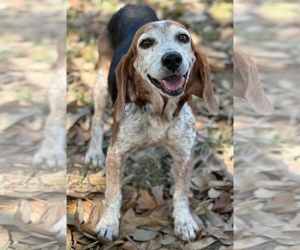 Medium Photo #2 Beagle Puppy For Sale in Dunnellon, FL, USA
