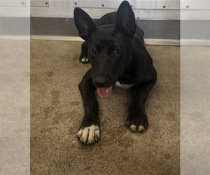 Labrador Retriever-Unknown Mix Dogs for adoption in San Bernardino, CA, USA