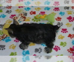 Small Photo #2 Schnauzer (Miniature) Puppy For Sale in ORO VALLEY, AZ, USA