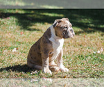 Small Photo #37 Olde English Bulldogge Puppy For Sale in OVERLAND, KS, USA