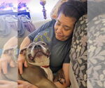 Small #16 American Pit Bull Terrier Mix