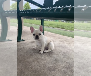 French Bulldog Puppy for sale in TAMPA, FL, USA