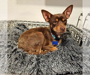 Chihuahua-Unknown Mix Dogs for adoption in Bellevue, WA, USA