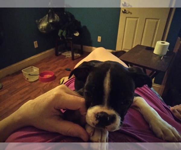 Medium Photo #1 Boston Terrier Puppy For Sale in GRANITE CITY, IL, USA