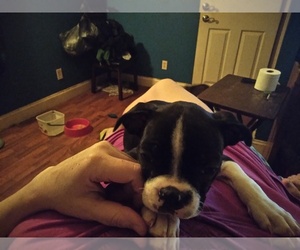 Boston Terrier Puppy for sale in GRANITE CITY, IL, USA