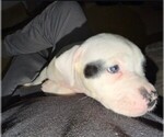Puppy mika American Bulldog
