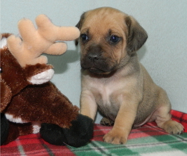 Medium Photo #2 Puggle Puppy For Sale in WARSAW, NY, USA