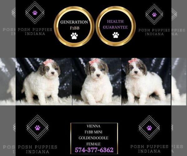 Medium Photo #2 Goldendoodle (Miniature) Puppy For Sale in WARSAW, IN, USA
