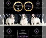 Small #1 Goldendoodle (Miniature)