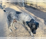 Small Photo #27 German Shorthaired Pointer Puppy For Sale in WOODLAND PARK, CO, USA