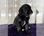 Small Photo #8 Miniature Australian Shepherd-Miniature Bernedoodle Mix Puppy For Sale in BLUE SPRINGS, MO, USA