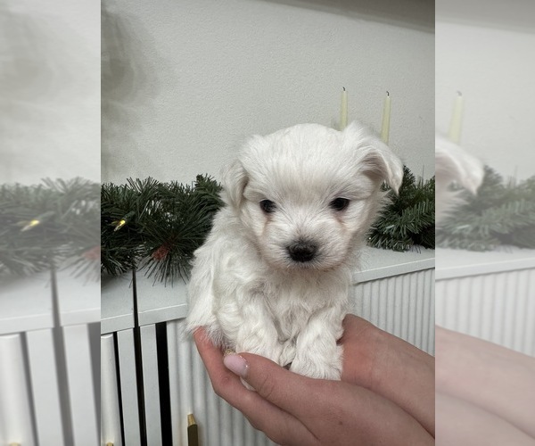 Medium Photo #12 Maltese Puppy For Sale in CITRUS HEIGHTS, CA, USA