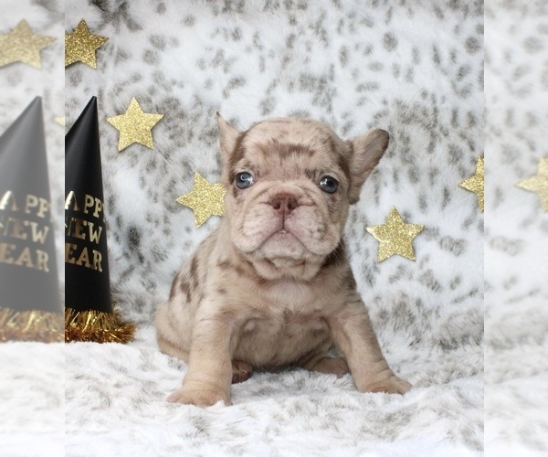 Medium Photo #17 French Bulldog Puppy For Sale in ATLANTA, GA, USA