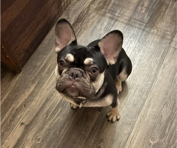 Medium Photo #1 French Bulldog Puppy For Sale in DENVER, CO, USA