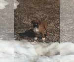 Small Photo #15 Boxer Puppy For Sale in AFTON, WY, USA