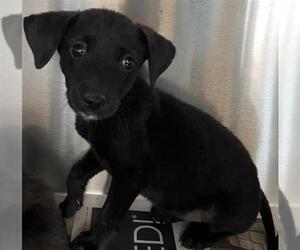 Mutt Dogs for adoption in San Antonio, TX, USA