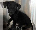 Small Mutt