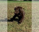 Small Photo #8 Labrador Retriever Puppy For Sale in LEASBURG, MO, USA