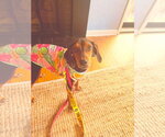 Small #3 Coonhound Mix