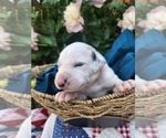 Small #10 Dalmatian