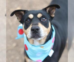 Rottweiler-Unknown Mix Dogs for adoption in San Antonio, TX, USA