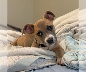 Bullboxer Pit Dogs for adoption in Fayetteville, NC, USA