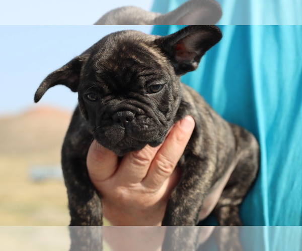 Medium Photo #2 French Bulldog Puppy For Sale in GILLETTE, WY, USA