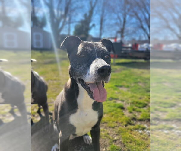 Medium Photo #3 Mutt Puppy For Sale in Cape May, NJ, USA