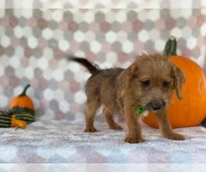 Jack-A-Poo Puppy for sale in LANCASTER, PA, USA