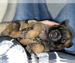 Small Photo #6 Belgian Malinois Puppy For Sale in REESEVILLE, WI, USA