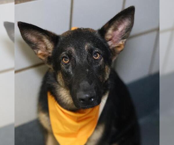 Medium Photo #1 German Shepherd Dog-Unknown Mix Puppy For Sale in San Antonio, TX, USA