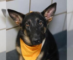 German Shepherd Dog-Unknown Mix Dogs for adoption in San Antonio, TX, USA