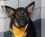 Small German Shepherd Dog Mix