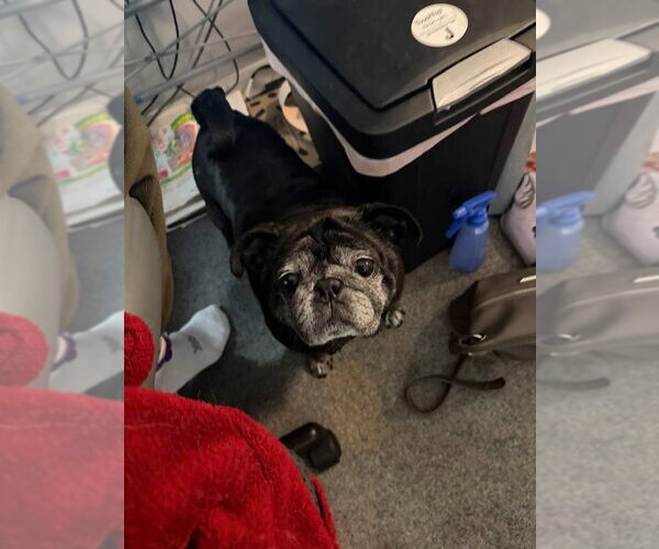 Medium Photo #2 Pug Puppy For Sale in Indianapolis, IN, USA