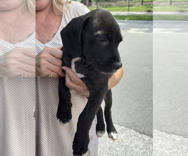 Medium Photo #3 Labrador Retriever-Unknown Mix Puppy For Sale in Sanford, FL, USA