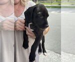 Small #2 Labrador Retriever Mix