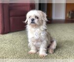 Small Photo #2 Shih Tzu-Unknown Mix Puppy For Sale in Fort Worth, TX, USA