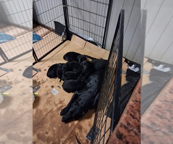 Medium Photo #1 Labrador Retriever Puppy For Sale in BURNET, TX, USA