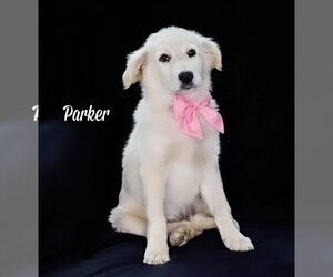 Carolina Dog-Great Pyrenees Mix Dogs for adoption in Chouteau, OK, USA