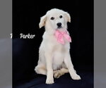 Small Carolina Dog-Great Pyrenees Mix