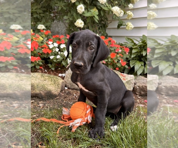 Medium Photo #2 Great Dane Puppy For Sale in MIDDLEBURY, IN, USA