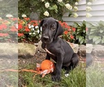 Small Photo #2 Great Dane Puppy For Sale in MIDDLEBURY, IN, USA