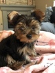 Small Photo #10 Yorkshire Terrier Puppy For Sale in CARLSBAD, CA, USA