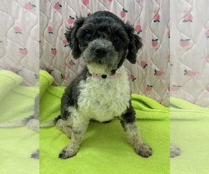 Maltese Dogs for adoption in Pacolet, SC, USA