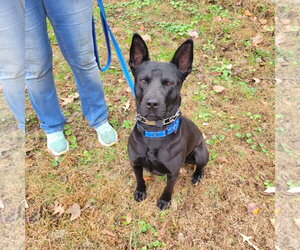 Dante - Male American Pit Bull Terrier-German Shepherd Dog Mix Dog for Adoption - Photo #13