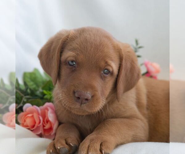 Medium Photo #1 Labrador Retriever Puppy For Sale in GREEN PARK, PA, USA