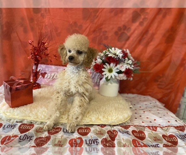 Full screen Photo #2 Poodle (Toy) Puppy For Sale in WINSTON SALEM, NC, USA