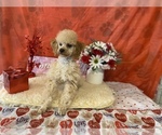 Small Photo #2 Poodle (Toy) Puppy For Sale in WINSTON SALEM, NC, USA