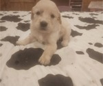 Puppy Male 3 Golden Retriever